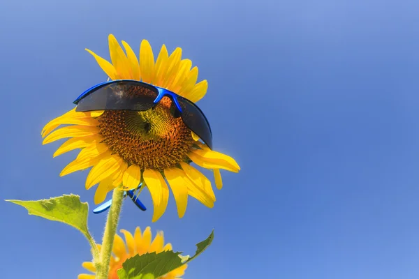 Girasol en el cielo azul —  Fotos de Stock