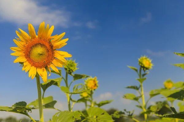 Sunflower on blue sky — Stock Photo, Image