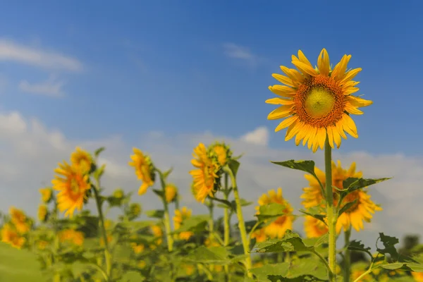 Sunflower on blue sky — Stock Photo, Image