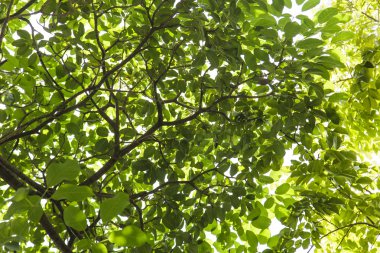 yeşil yaprak dokusu arkaplanı 