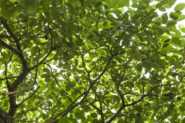 yeşil yaprak dokusu arkaplanı 