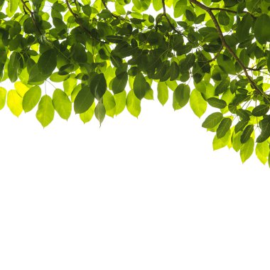 yeşil yaprak dokusu arkaplanı 