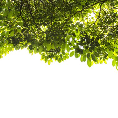 yeşil yaprak dokusu arkaplanı 