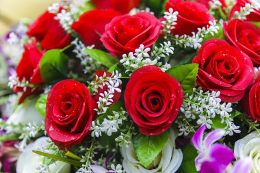 güzel kırmızı gül