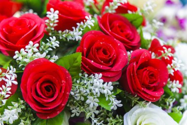 güzel kırmızı gül