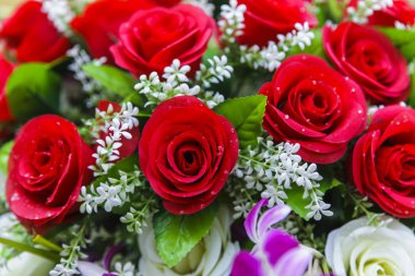 güzel kırmızı gül