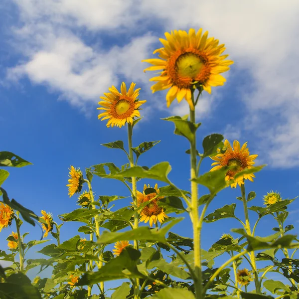 Tournesol sur ciel bleu — Photo