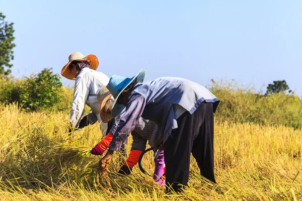 Азиатский фермер, работающий на рисовом поле — стоковое фото