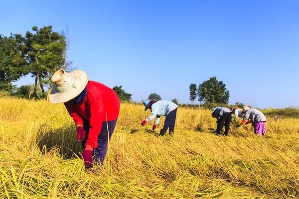 Agriculteur asiatique travaillant dans la rizière — Photo