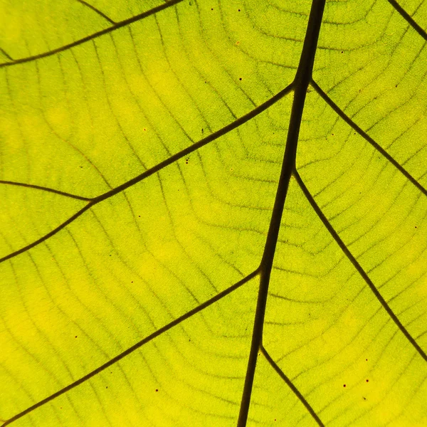 Hoja verde textura fondo —  Fotos de Stock