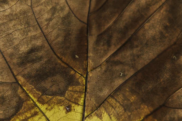 Trockenes Blatt Textur Hintergrund — Stockfoto