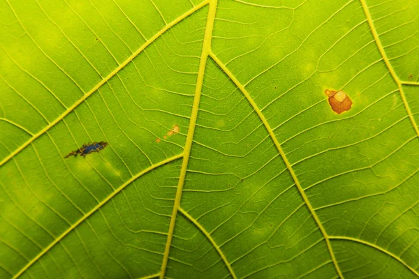 Folha verde textura fundo — Fotografia de Stock