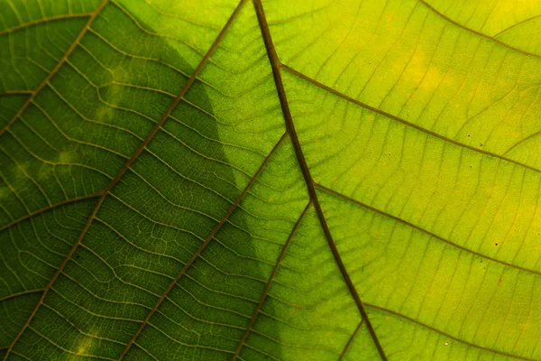 Hoja verde textura fondo — Foto de Stock