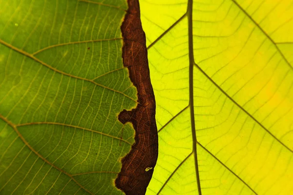 Grön blad struktur bakgrund — Stockfoto