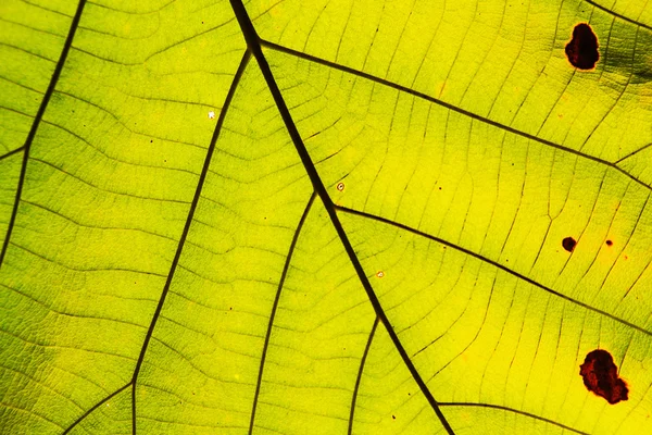 Grüne Blatt Textur Hintergrund — Stockfoto