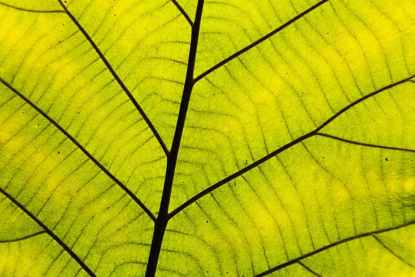 Hoja verde textura fondo — Foto de Stock