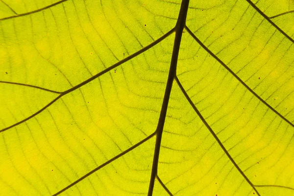 Hoja verde textura fondo — Foto de Stock