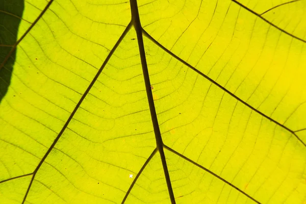 녹색 잎의 질감 배경 — 스톡 사진