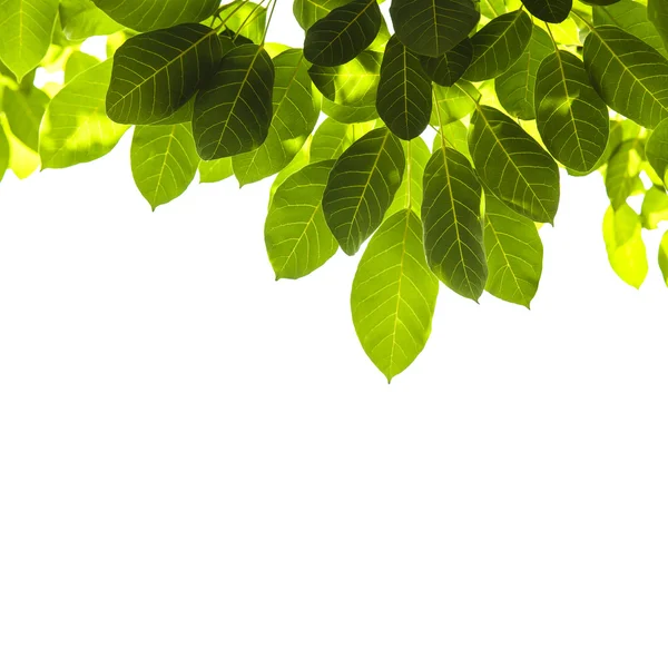Groene blad textuur achtergrond — Stockfoto
