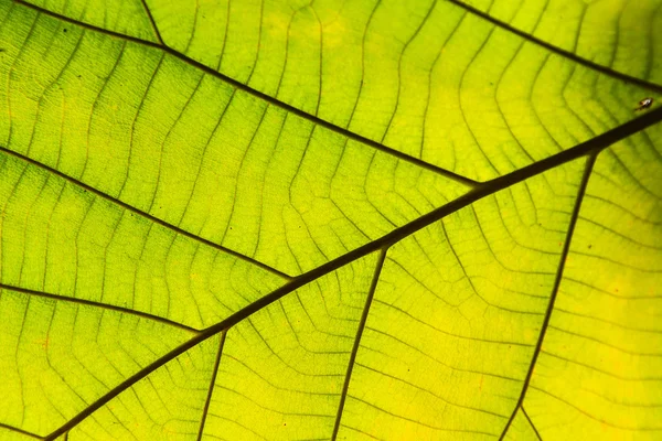 Green leaf texture background — Stock Photo, Image