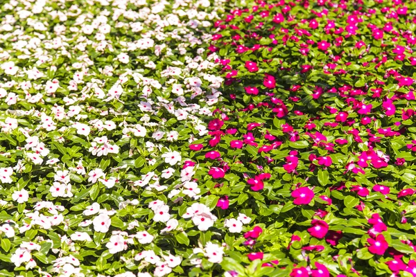 Hermosas flores coloridas fondo — Foto de Stock