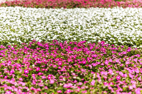 Belas flores coloridas fundo — Fotografia de Stock