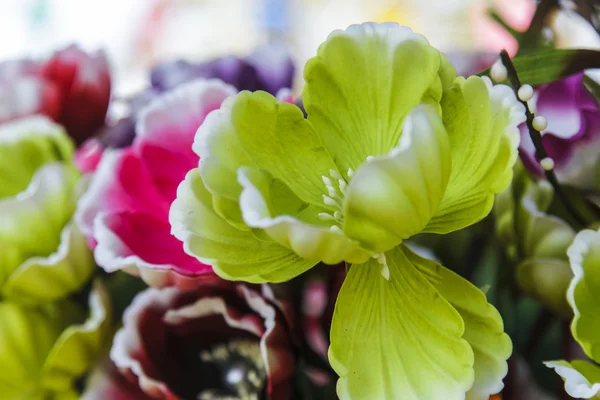 Hermosas flores coloridas fondo — Foto de Stock