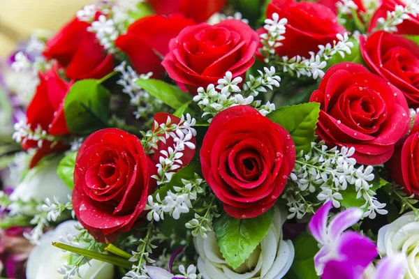 güzel kırmızı gül