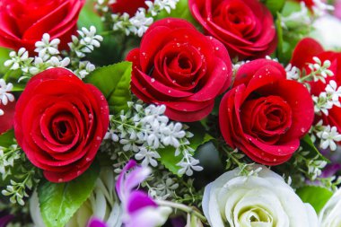 güzel kırmızı gül