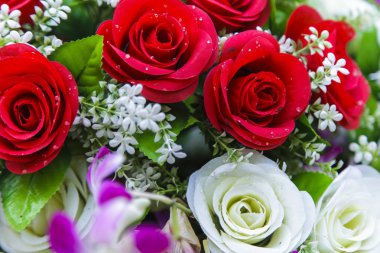 güzel kırmızı gül