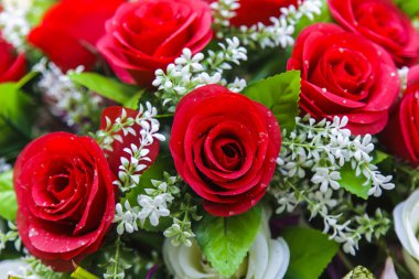 güzel kırmızı gül