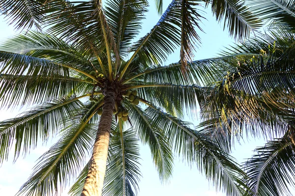 Mar tropical com coqueiros tropicais — Fotografia de Stock