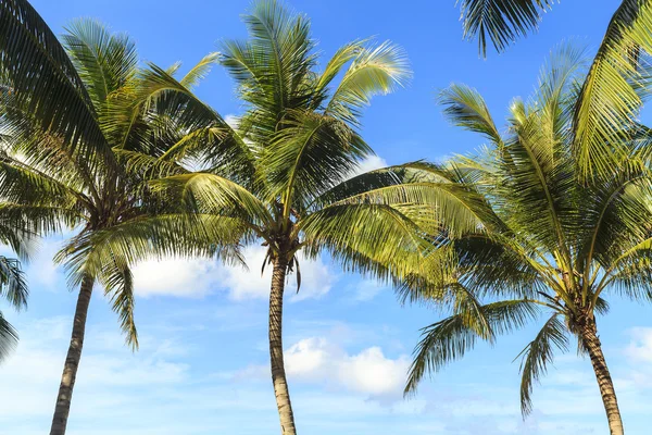 Mar tropical com coqueiros tropicais — Fotografia de Stock