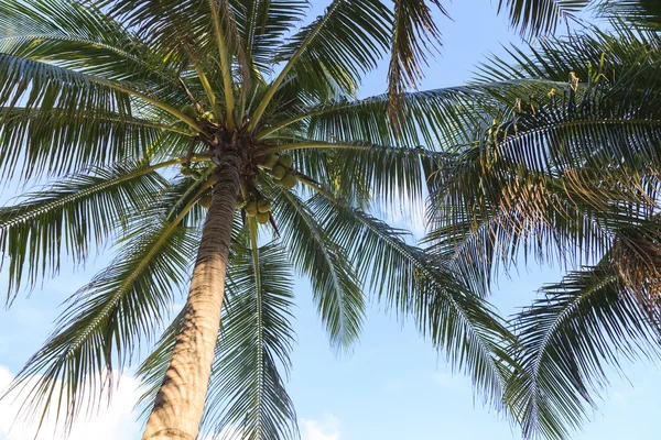 Mar tropical com coqueiros tropicais — Fotografia de Stock