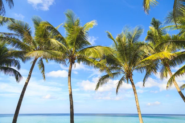 Tropiska havet med tropiska kokosnöt träd — Stockfoto