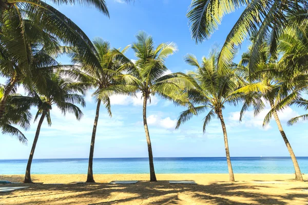 Tropical sea with Tropical coconut trees — Stock Photo, Image