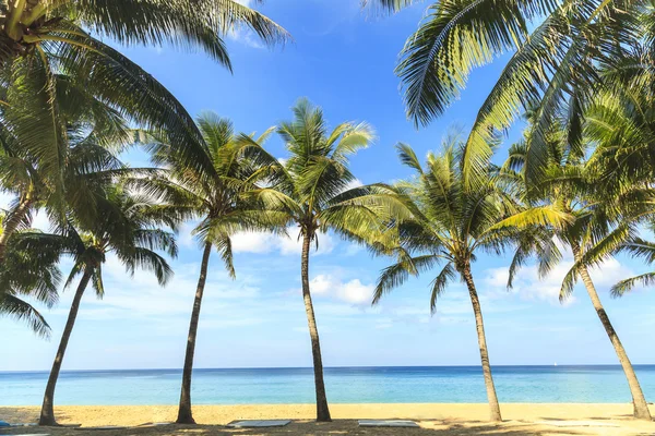 Mar tropical com coqueiros tropicais — Fotografia de Stock