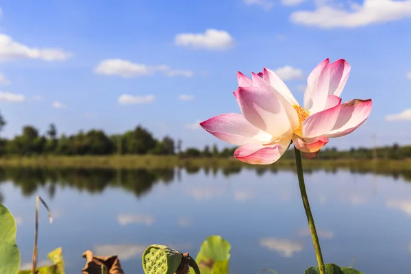 Lotus flower with Blue Sky — Stock Photo, Image