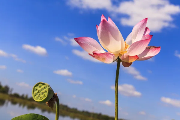 Lotus flower with Blue Sky — Stock Photo, Image