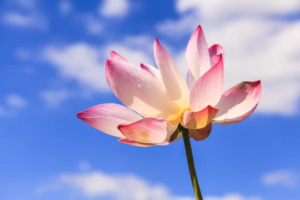 Lotus flower with Blue Sky — Stock Photo, Image