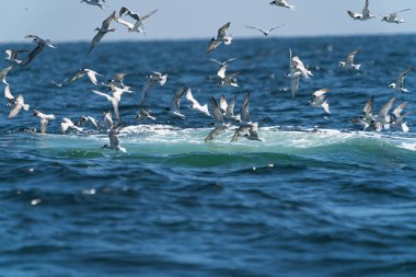 Balina kardeş, Tayland Körfezi 'nde geniş bir balık yelpazesiyle beslenmeden önce martılar tepede uçuyor.