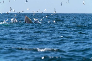 Balina Bruda, Tayland körfezinde tepesinde uçan martılarla çok çeşitli balıklarla beslenir.