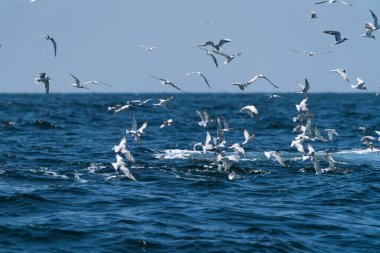 Balina kardeş, Tayland Körfezi 'nde geniş bir balık yelpazesiyle beslenmeden önce martılar tepede uçuyor.