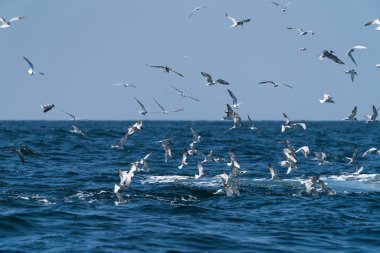 Balina kardeş, Tayland Körfezi 'nde geniş bir balık yelpazesiyle beslenmeden önce martılar tepede uçuyor.