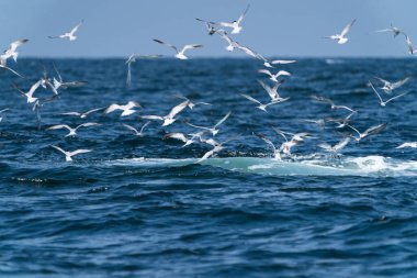 Balina kardeş, Tayland Körfezi 'nde geniş bir balık yelpazesiyle beslenmeden önce martılar tepede uçuyor.