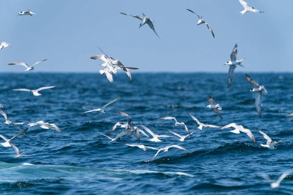 Seagulls flying on top before Whale bruda feed on a wide variety of fish with in gulf of Thailand