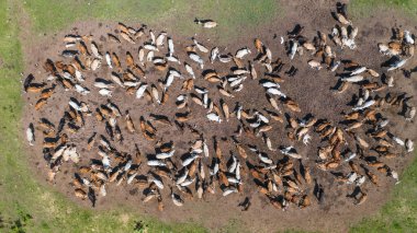 İneklerin hava manzarası, Tayland kırsalındaki otlakların üzerinden İHA uçuşu görüntüsü.
