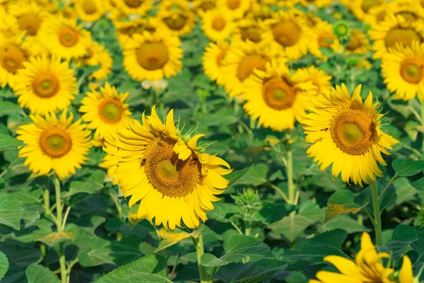 Sunflowers Field Blooming Sunflowers Natural Background — Stock Photo, Image