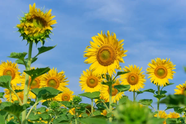 Tournesols Fleurs Sur Fond Naturel Champ Tournesols Sur Fond Ciel — Photo