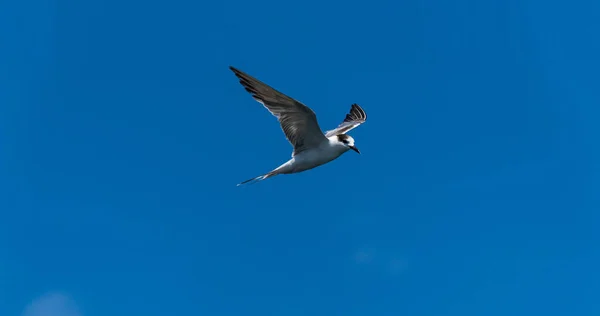 Racek Létající Pozadí Modré Oblohy — Stock fotografie
